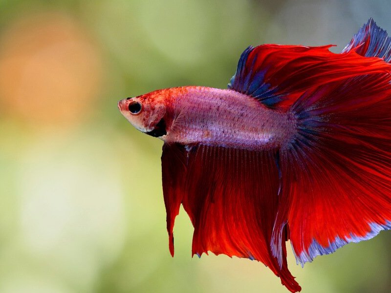 How Can You Tell If A Female Betta Is&nbsp;Full?