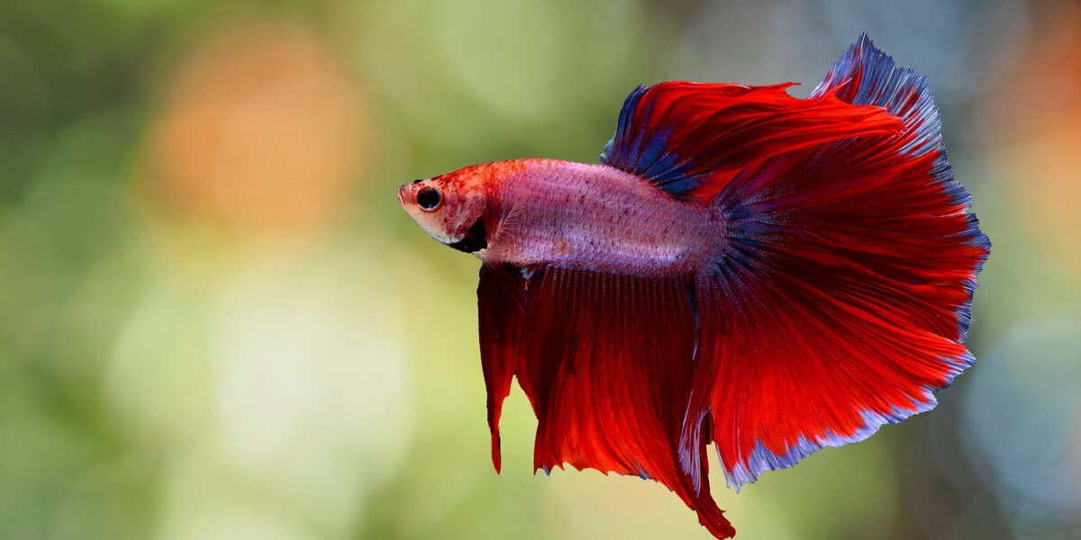 How Can You Tell If A Female Betta Is&nbsp;Full?